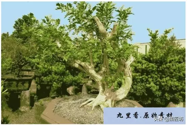 樁景死亡不是你養護不到位,機能退化才是致命傷!九里香盆景養護