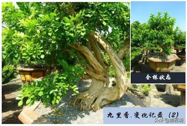 樁景死亡不是你養護不到位,機能退化才是致命傷!九里香盆景養護