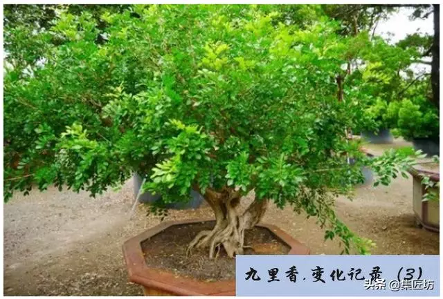 樁景死亡不是你養護不到位,機能退化才是致命傷!九里香盆景養護