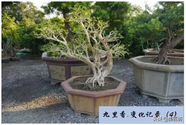 樁景死亡不是你養護不到位,機能退化才是致命傷!九里香盆景養護