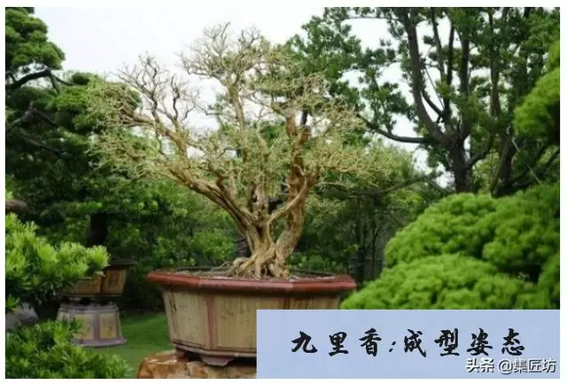 樁景死亡不是你養護不到位,機能退化才是致命傷!九里香盆景養護