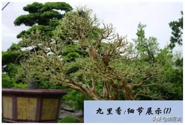 樁景死亡不是你養護不到位,機能退化才是致命傷!九里香盆景養護