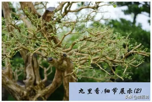 樁景死亡不是你養護不到位,機能退化才是致命傷!九里香盆景養護