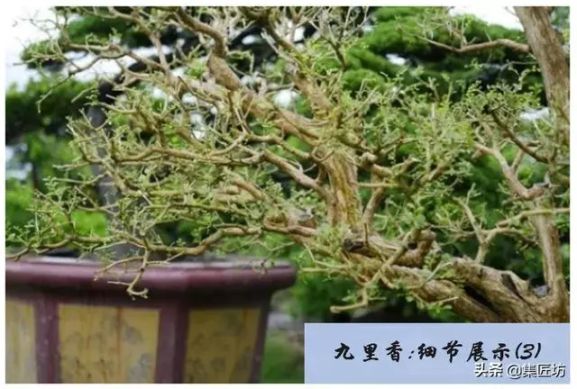 樁景死亡不是你養護不到位,機能退化才是致命傷!九里香盆景養護