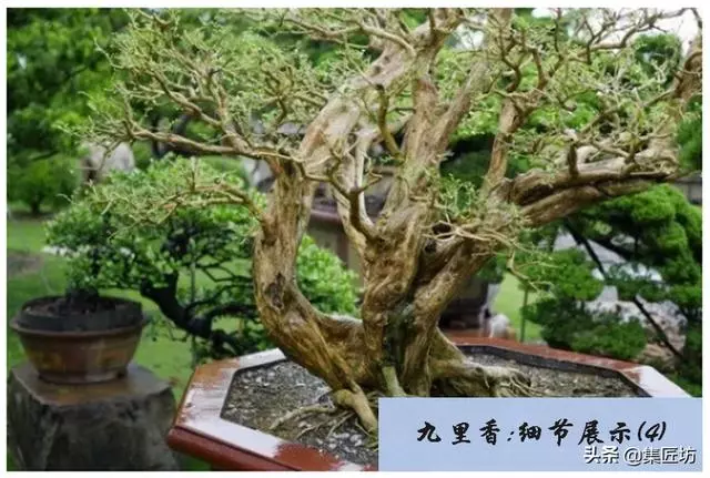 樁景死亡不是你養護不到位,機能退化才是致命傷!九里香盆景養護
