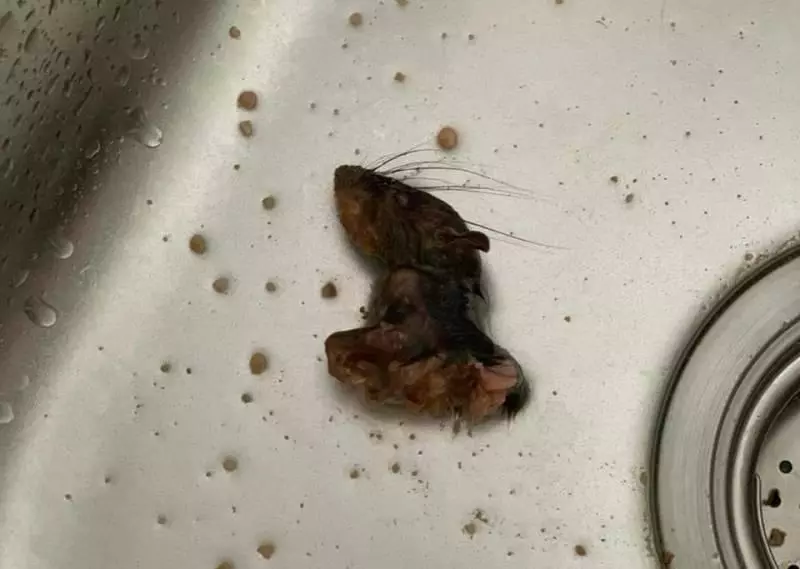 超噁心! 打包「羅惹」驚現老鼠頭