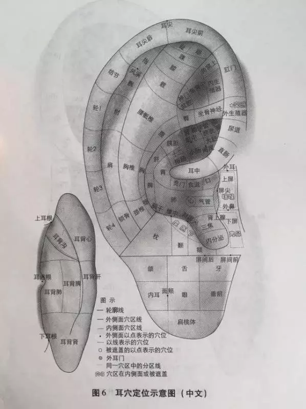 每天這樣揉耳朵,等於給全身做了套「養生操」,氣血通暢了,病痛也減少了?…