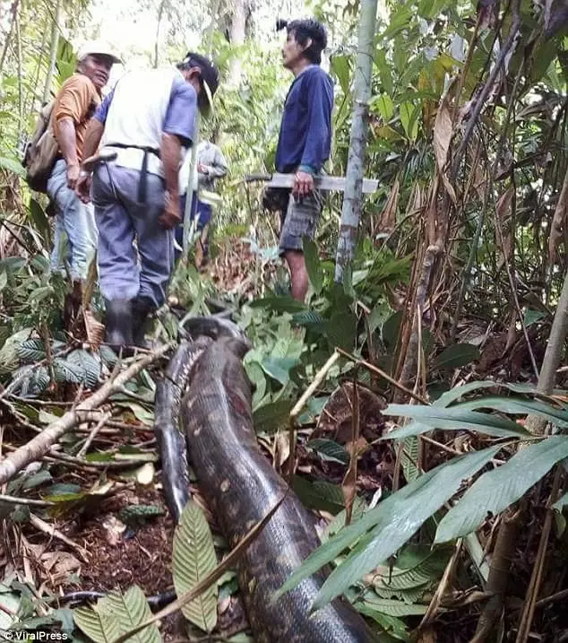 6公尺超巨母蛇叫太大聲…藏樹洞交配被發現!慘被村名拖出來做全蛇料理