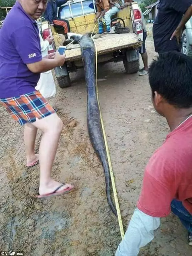 6公尺超巨母蛇叫太大聲…藏樹洞交配被發現!慘被村名拖出來做全蛇料理