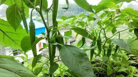 「腫瘤細胞」最怕的 3 種蔬菜,陽臺栽上幾盆,綠色健康又好吃!