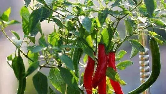 「腫瘤細胞」最怕的 3 種蔬菜,陽臺栽上幾盆,綠色健康又好吃!