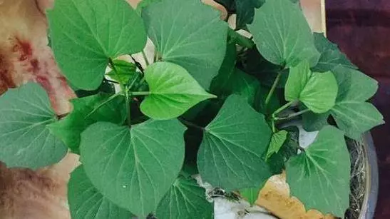 「腫瘤細胞」最怕的 3 種蔬菜,陽臺栽上幾盆,綠色健康又好吃!
