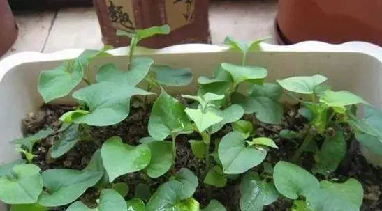 「腫瘤細胞」最怕的 3 種蔬菜,陽臺栽上幾盆,綠色健康又好吃!