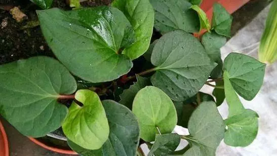 「腫瘤細胞」最怕的 3 種蔬菜,陽臺栽上幾盆,綠色健康又好吃!