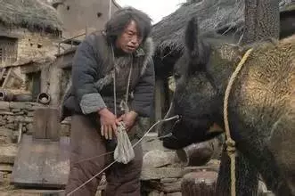 貴婦想幫助窮人脫貧,於是送了他一頭牛,一年後貴婦卻在窮人家裡看到「這樣」的景象...