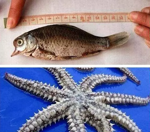 日本福島核輻射6年後, 各種變異動物, 生蚝比手掌還大!
