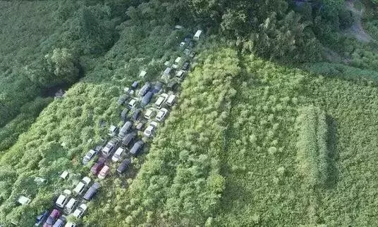 日本福島核輻射6年後, 各種變異動物, 生蚝比手掌還大!