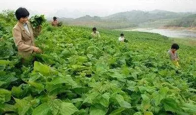 小肚腩大的像懷孕,紅棗這樣吃,用一個瘦一個,人也變得精神許多,趕快學起來