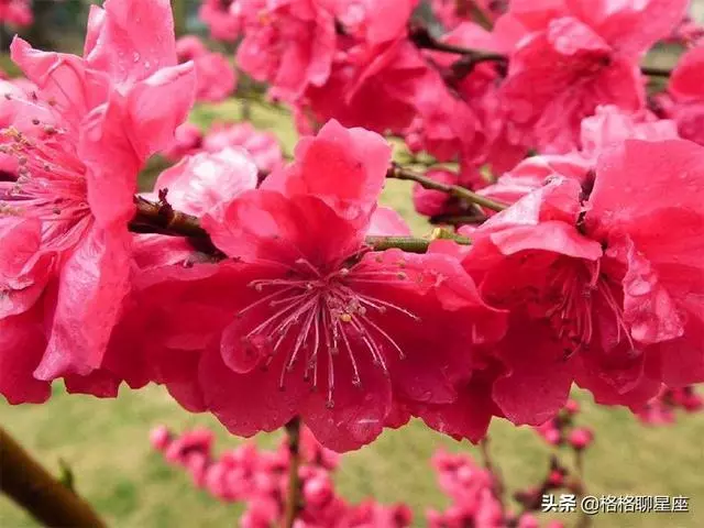 2019年下半年,這些星座桃花運最旺,事業運緊隨其後