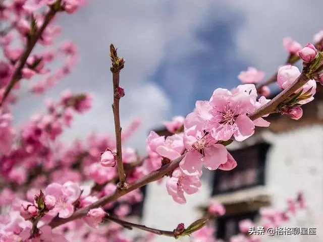 2019年下半年,這些星座桃花運最旺,事業運緊隨其後