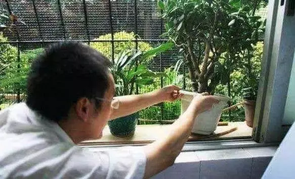 (新加坡)為什麼沒有蚊子?樓層高蚊子飛不上去?買房、租房必看