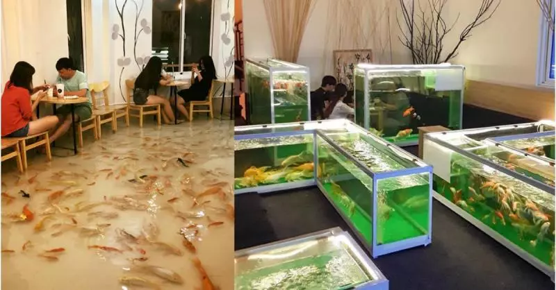 喝《咖啡》「」踩金魚「」虐待動物 越南互動式咖啡廳挨轟