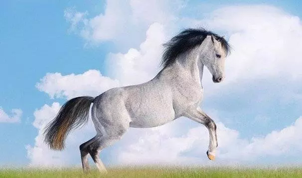 2019年命最好的生肖,與太歲相合,看看你在其中嗎