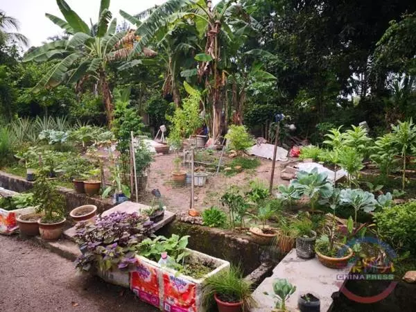 善用垃圾成堆荒蕪地種菜,華裔殘疾男子反被罰RM1000:官員沒問任何事直接罰!