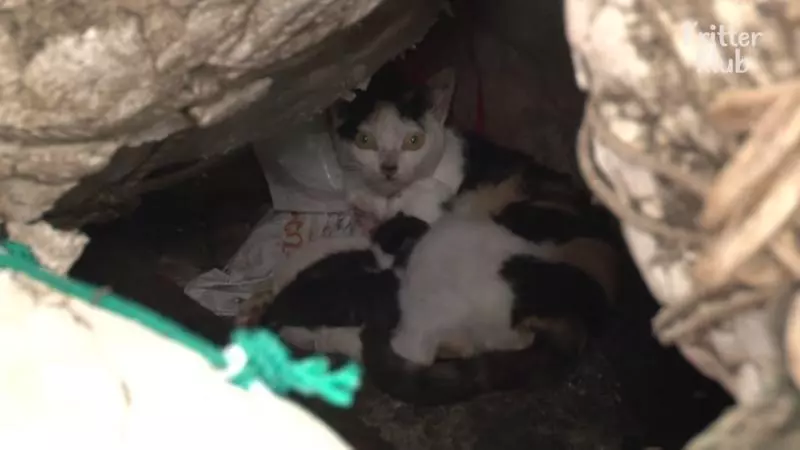 母貓「漁網嵌脖子」整整一年! 牠忍痛找食物…網看到「身下垂吊物」淚崩