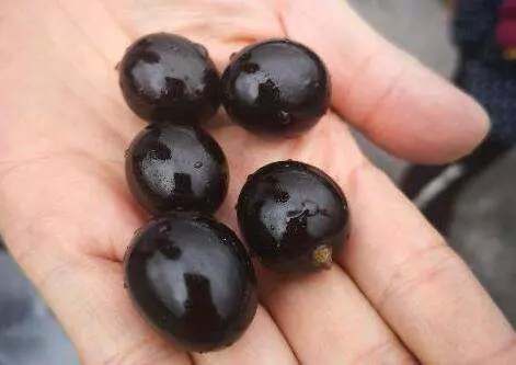女人過了40多吃「樹葡萄」,三大營養素養護全身,腎氣足了,眼睛也不花了,連皮膚都更白皙水潤了