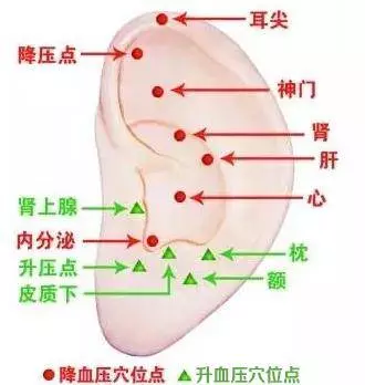 中醫養生:每天拉耳朵5分鐘,甩肉9公斤、血壓也降回正常值,排出體內毒素,腎臟越來越好了