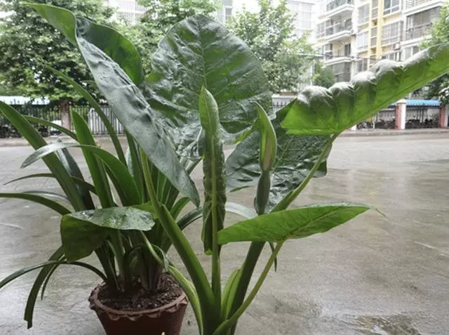 什麼甲醛、灰塵,全怕「2種花」,養在家裡,趕走「毒氣」,值!