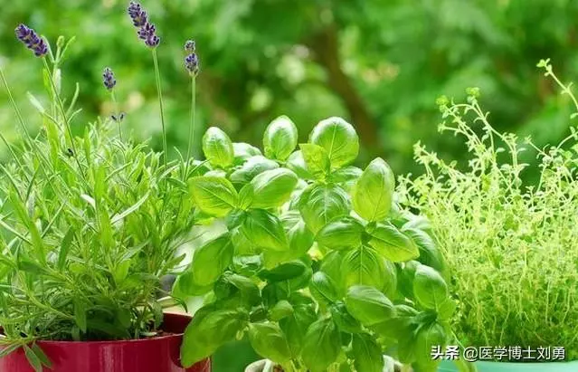 長期抽菸的人,多「3綠」,避「3氣」,常按1穴,肺會慢慢變好