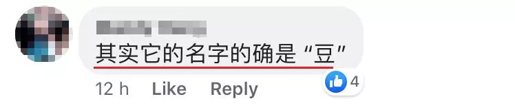 大馬女生媽媽把KOI奶茶讀成「豆」奶茶笑翻網友!