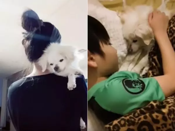 16歲老狗當天使瞬間,小男孩立刻崩潰大哭