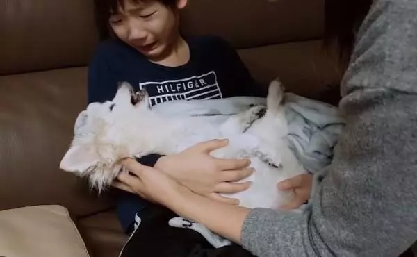 16歲老狗當天使瞬間,小男孩立刻崩潰大哭