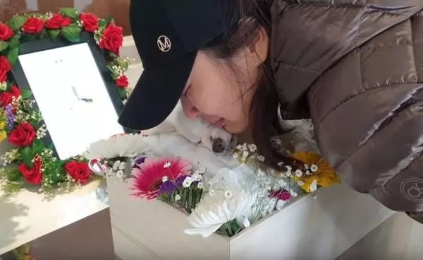16歲老狗當天使瞬間,小男孩立刻崩潰大哭
