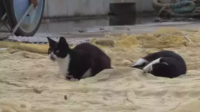這只貓咪每天拖著孩子艱難走路,脖子受困的貓媽感動很多人