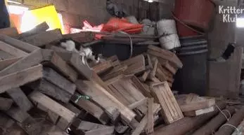 這只貓咪每天拖著孩子艱難走路,脖子受困的貓媽感動很多人