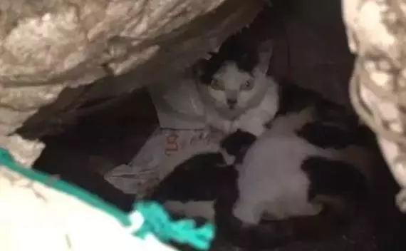 這只貓咪每天拖著孩子艱難走路,脖子受困的貓媽感動很多人