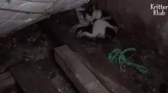 這只貓咪每天拖著孩子艱難走路,脖子受困的貓媽感動很多人