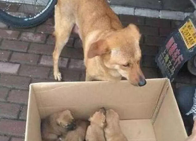 狗媽在狗販子那裡,認出自己孩子,含淚哀求,結局讓大家感到意外