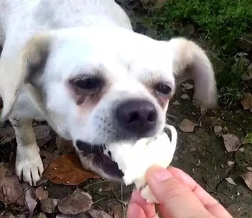 喂流浪狗一個饅頭,三天後牠獨自走四公里路找上門:能不能給我一個家?