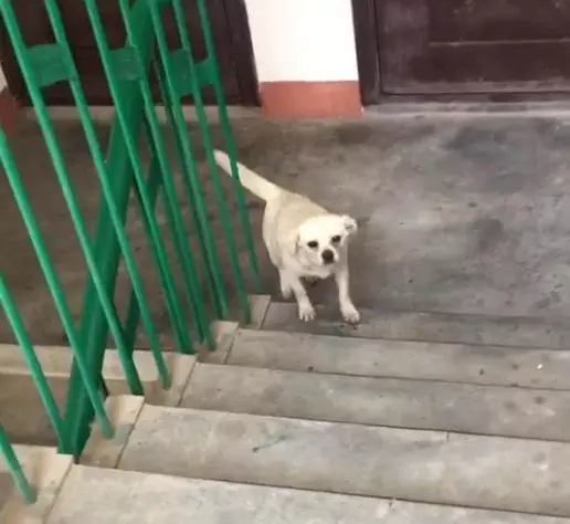 喂流浪狗一個饅頭,三天後牠獨自走四公里路找上門:能不能給我一個家?
