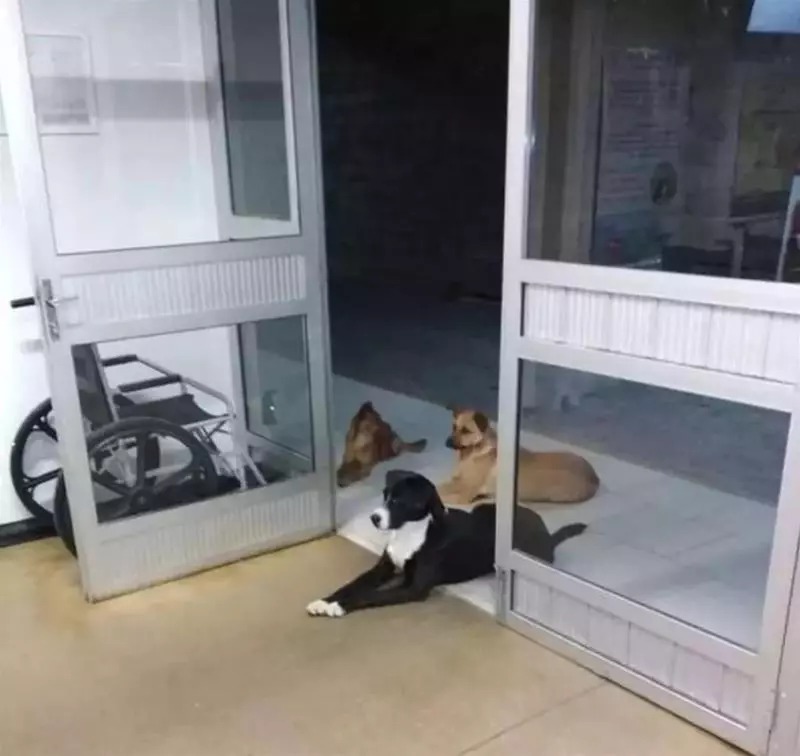 流浪漢因病入院,四隻愛犬「一臉焦急」卻「遵守規矩」醫院門外等待