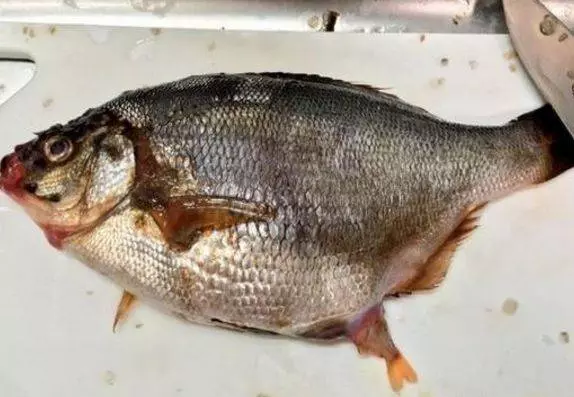 男子買了魚回家,妻子突然說不對勁,剖開魚肚子後高興壞了 !