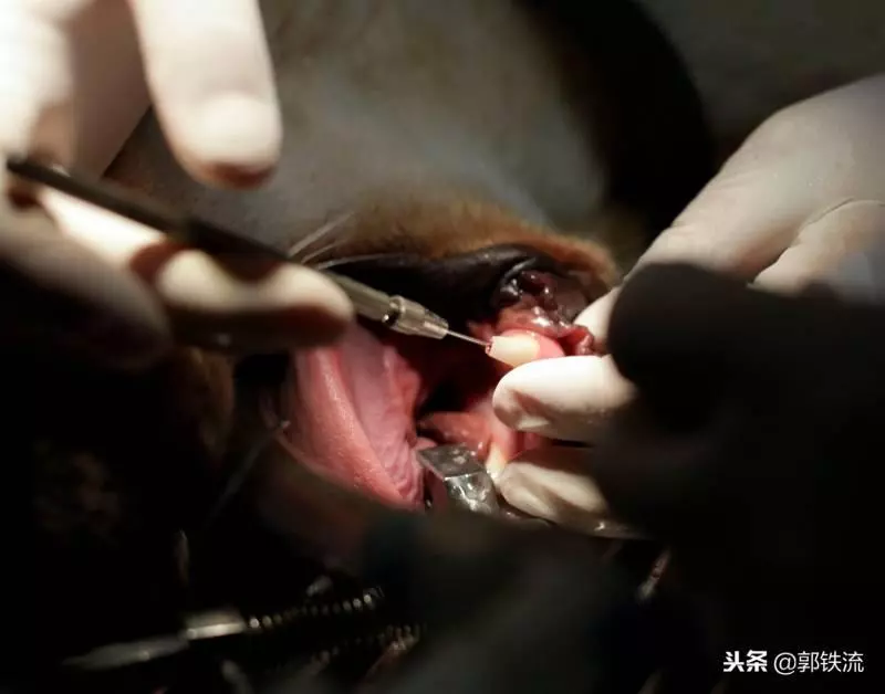 狗狗牙齒斷掉 「需大筆治療費」 暖心醫院「免費治療」:牠是你的眼