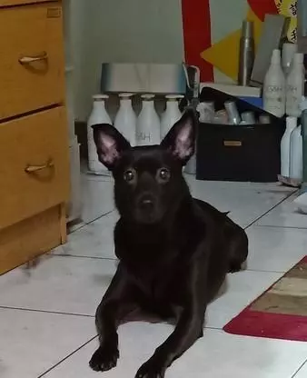 小主人畫狗狗超抽象,狗狗回頭一臉驚嚇:原來我長這個鬼樣子