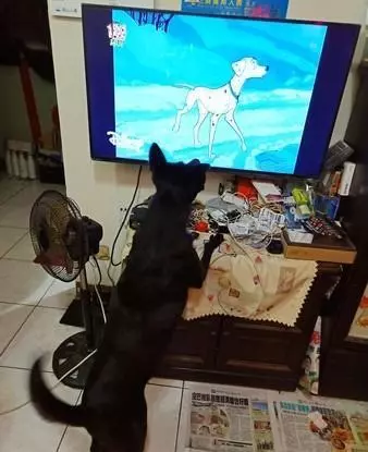 小主人畫狗狗超抽象,狗狗回頭一臉驚嚇:原來我長這個鬼樣子