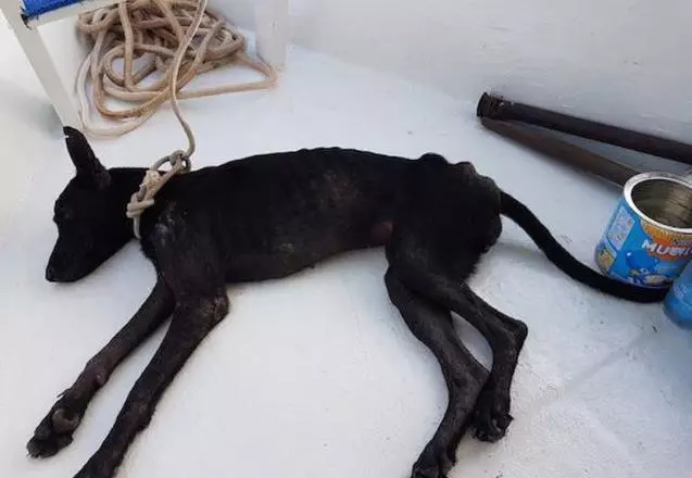 狗狗版荒島求生,看見船時就拚命的遊過去,早已瘦得前胸貼後背